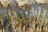 11" Graveyard Plume Agate Slab - Eastern Oregon - #184853-2